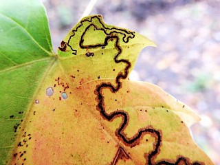 Growing Up Larva Article Image