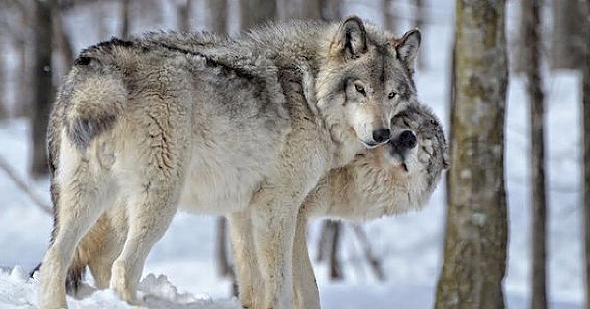 Record Number of Dogs Killed by Wolves in 2016 | Recent News ...