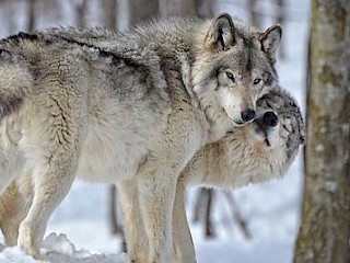 Record Number of Dogs Killed by Wolves in 2016 Article Image
