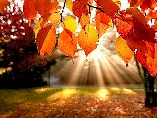 Wisconsin Fall Color Report Article Image