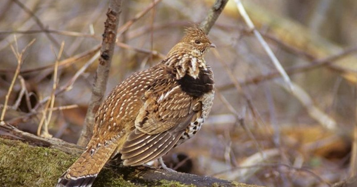 Ruffed Grouse West Nile Virus Results Now Available | Recent News ...