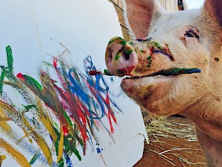 Meet 'Pigcasso': The Painting Pig Who Was Saved From Slaughter Article Image