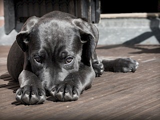 Your Dog Remembers What You Did Article Image
