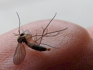 Not Mosquitoes Article Image