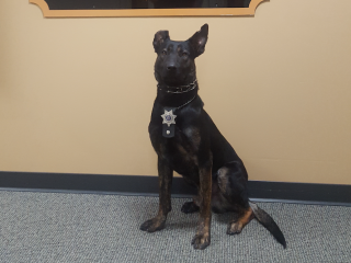 Barron County's Newest K-9 'Koda' Sworn In Article Image