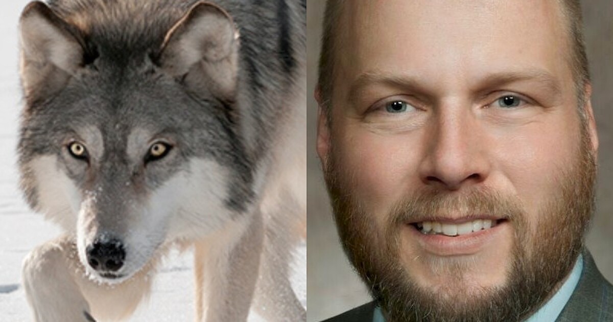 Rep. Milroy Statement On Gray Wolves Being Delisted From Endangered