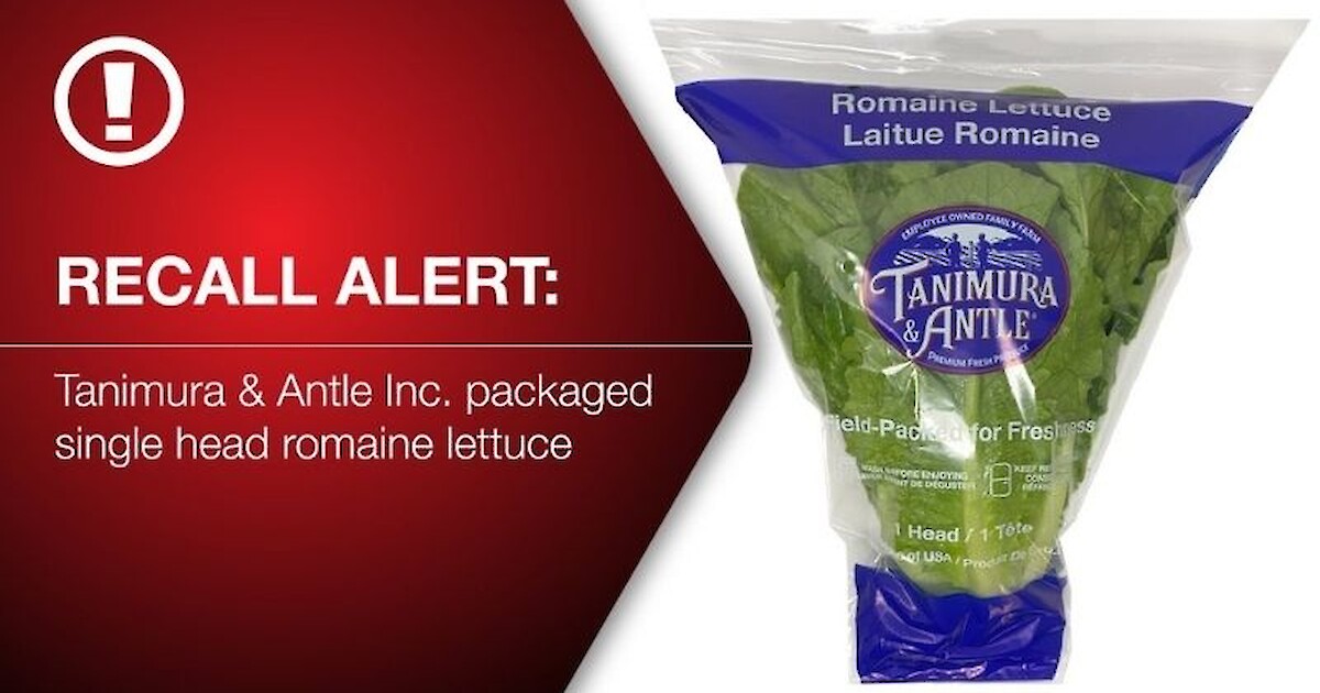 Romaine Lettuce Recall Due To Possible E. Coli Contamination Recent