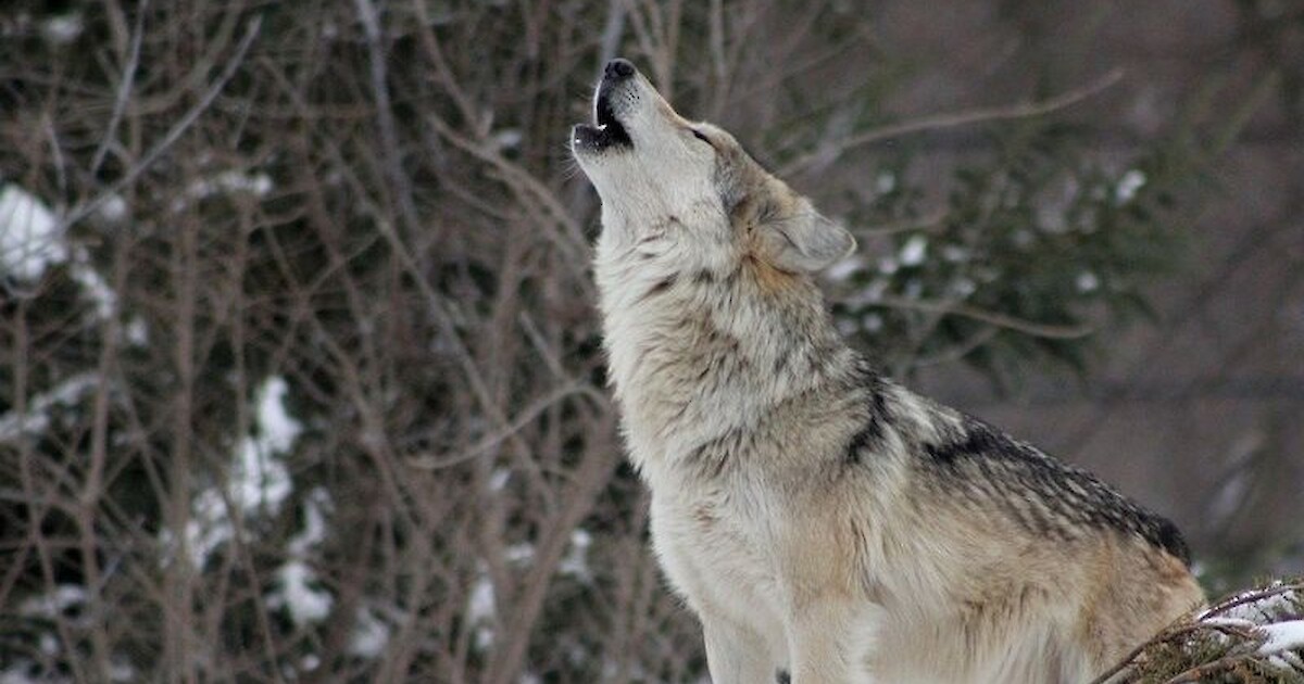 The Wisconsin DNR Sets Date For Return Of Wolf Hunting Season In 2021 ...