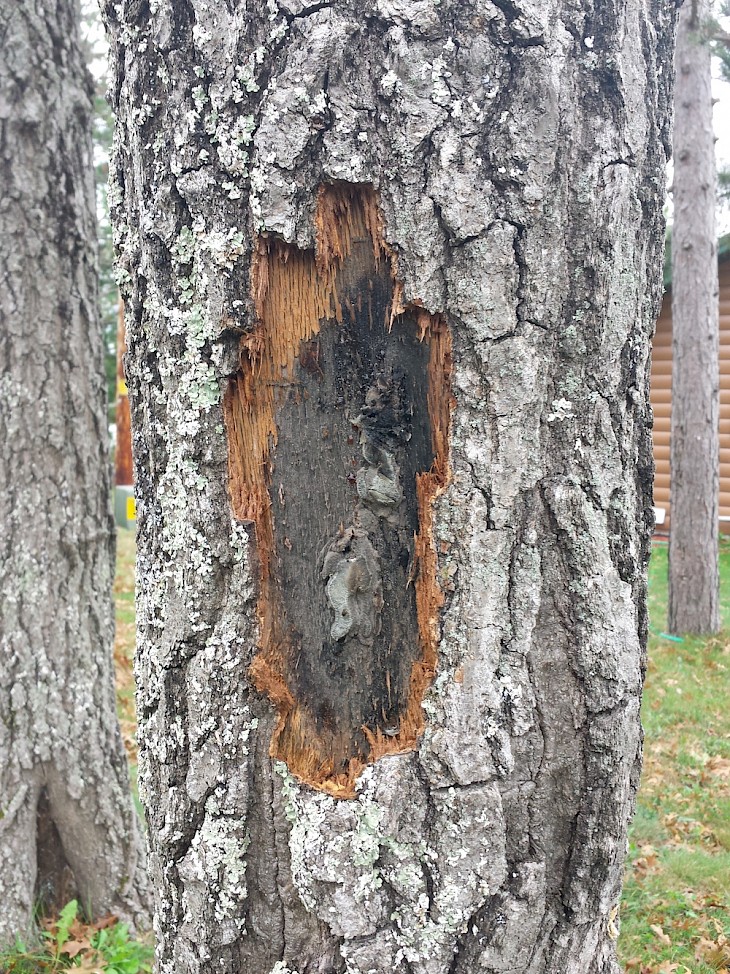 DrydenWire - Fatal Oak Tree Disease 'Oak Wilt' Spreading Throughout NW