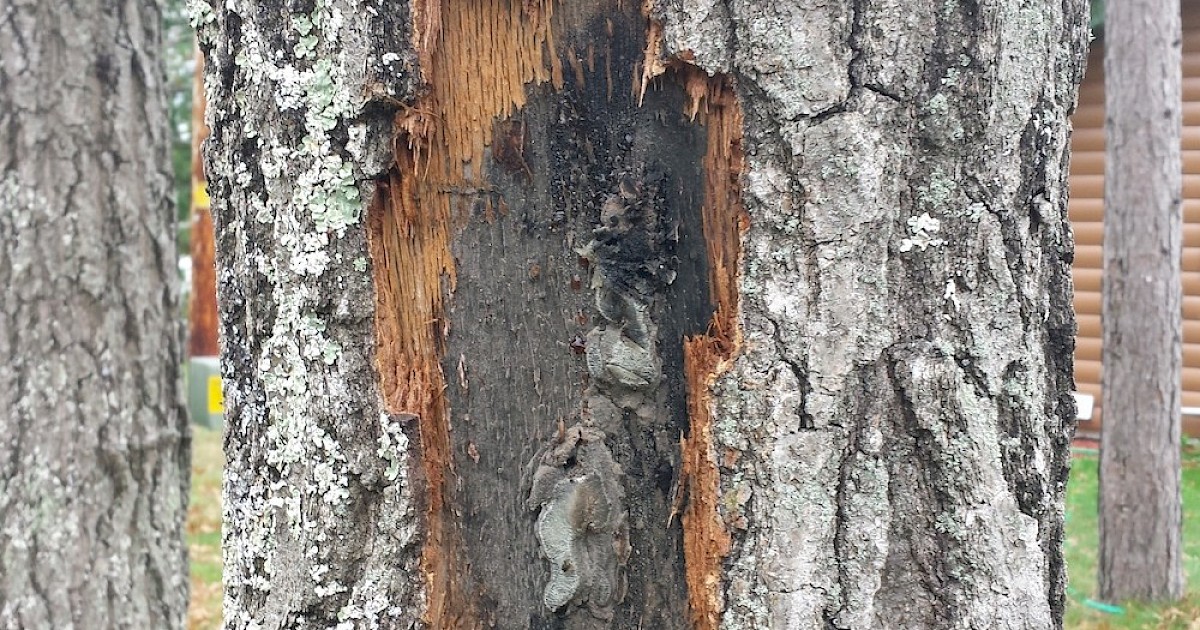 Fatal Oak Tree Disease 'Oak Wilt' Spreading Throughout NW | Recent News