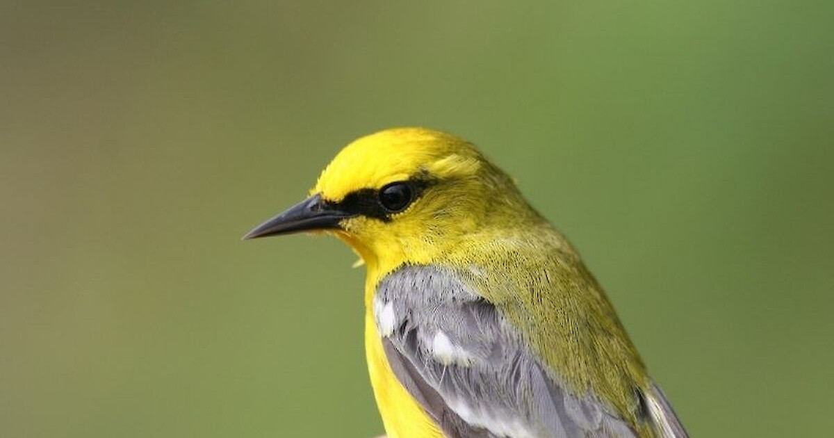 Natural Connections: Two Colors Of Warblers | Recent News | DrydenWire.com