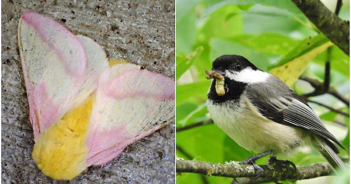 The rosy maple moth is the - Cable Natural History Museum