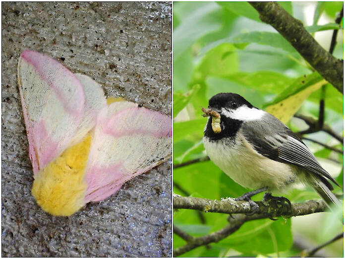 Rosy maple moth - Save Our Green