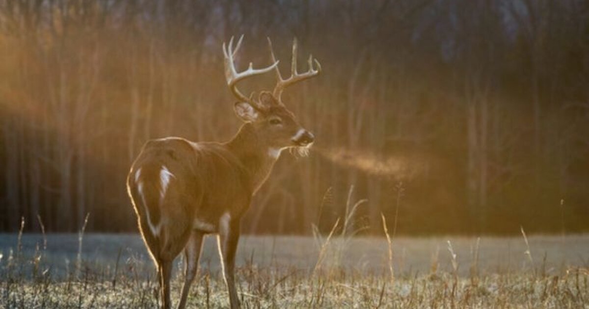 Nine-Day Gun Deer Hunt Harvest Totals Released | Recent News ...