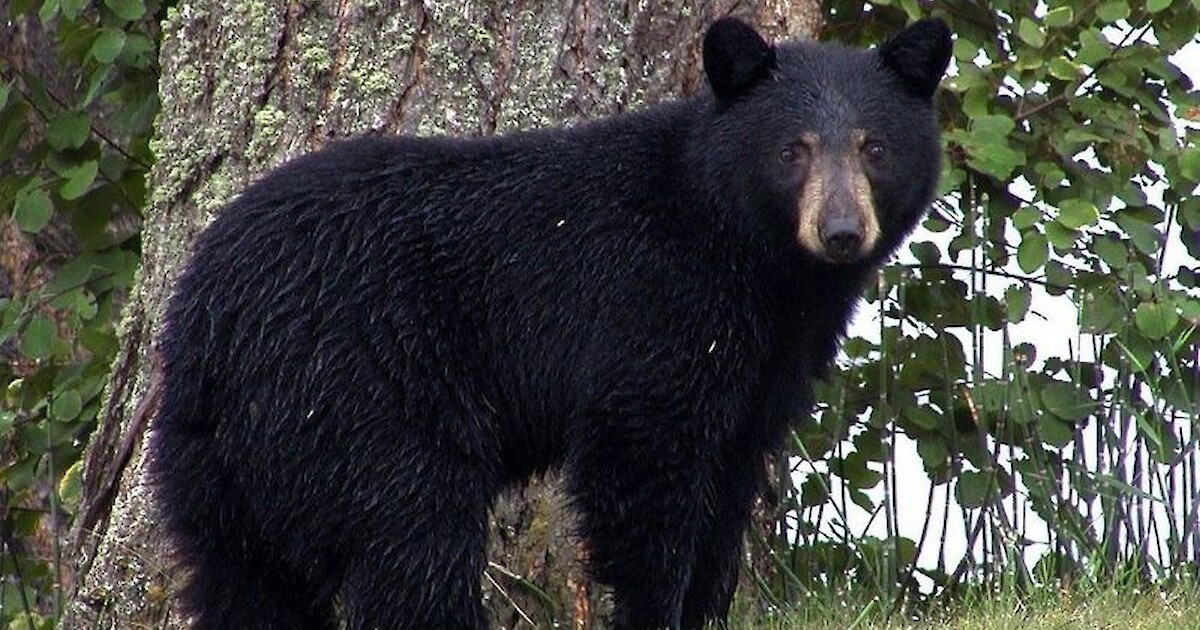 Be Bear Aware: Hear From Experts April 19 For Tips On How To Co-Exist