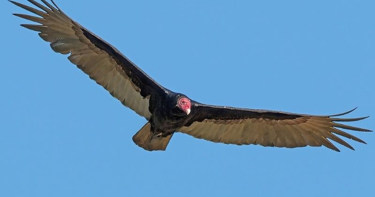 natural-connections-turkey-vultures-recent-news-drydenwire