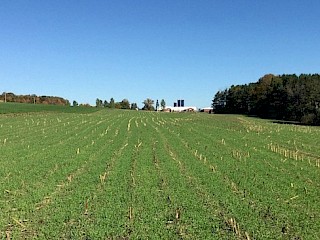 Barron County Cover Crop Cost Sharing Article Image