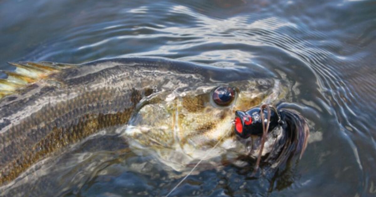 Northern Zone Smallmouth Bass Season Starts June 18 | Recent News ...