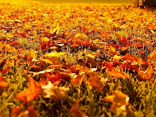 Save the Date: Fall Clean Up Day for City of Spooner Residents Article Image