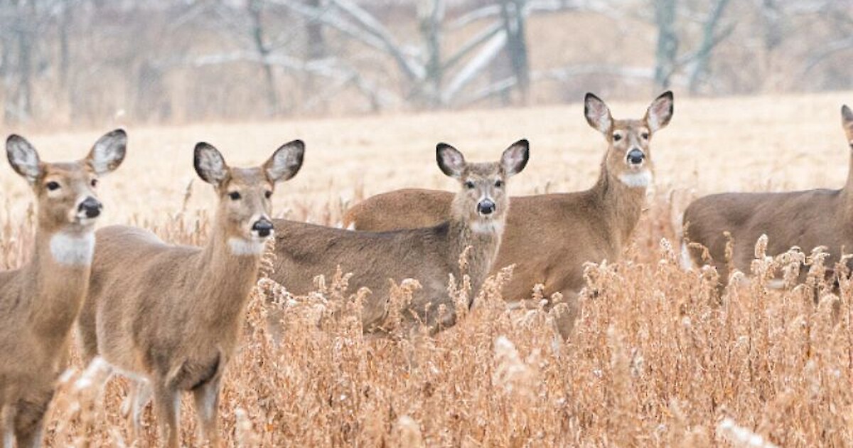 Hunters Encouraged To Participate In DNR s Deer Donation Program 