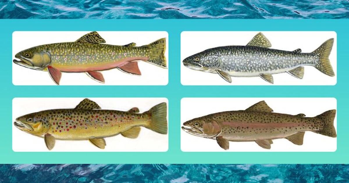 Early Catch And Release Season For Trout Opens On Jan. 7, 2023 Recent