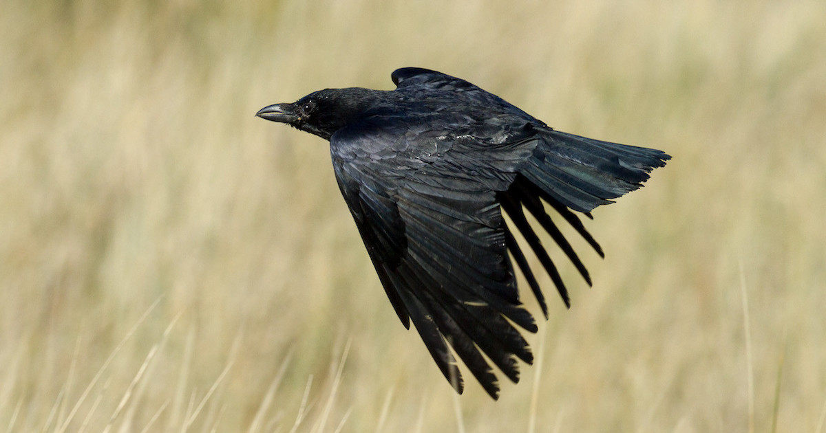 Natural Connections: Ravens | Recent News | DrydenWire.com