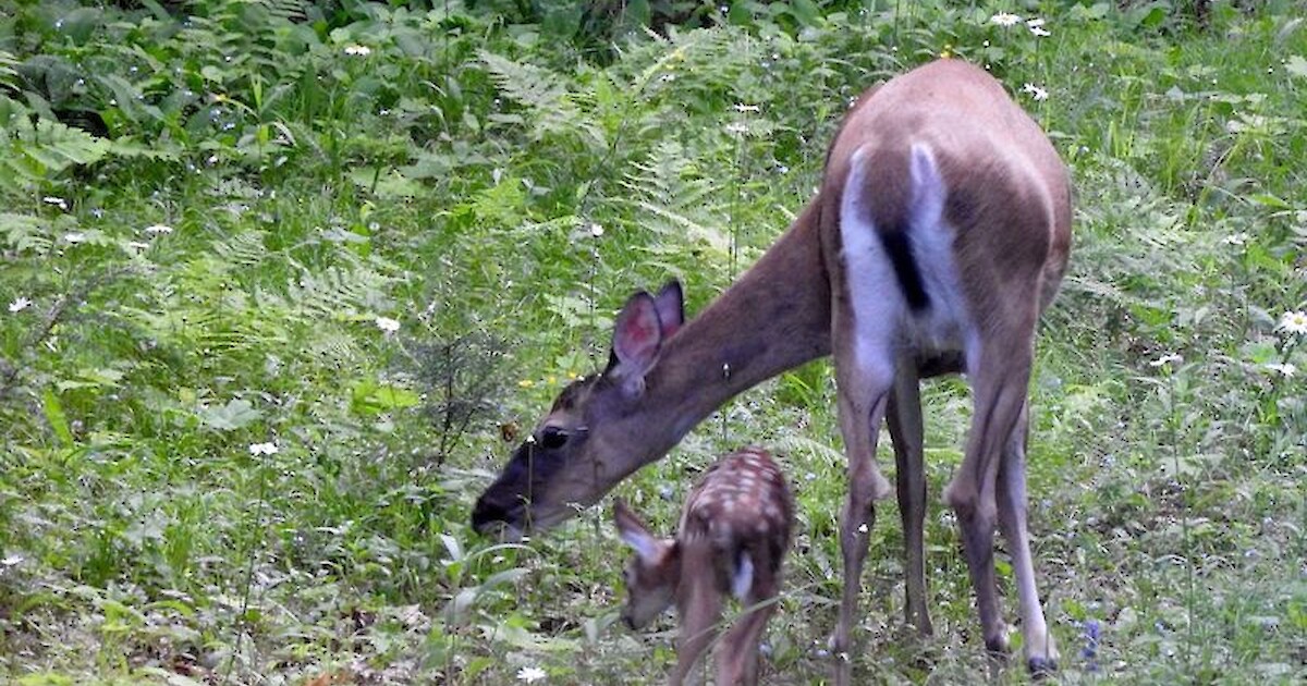 Feeding Frenzy  A breastfeeding story - Momma Review