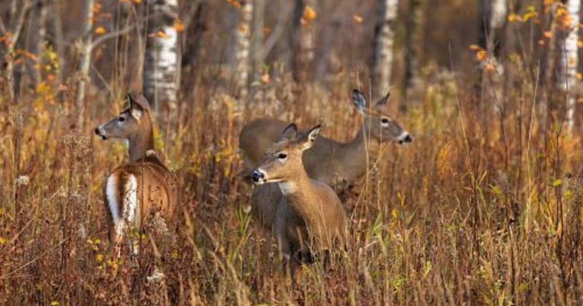 New Baiting And Feeding Bans For Washburn, Barron, Rusk And Sawyer ...