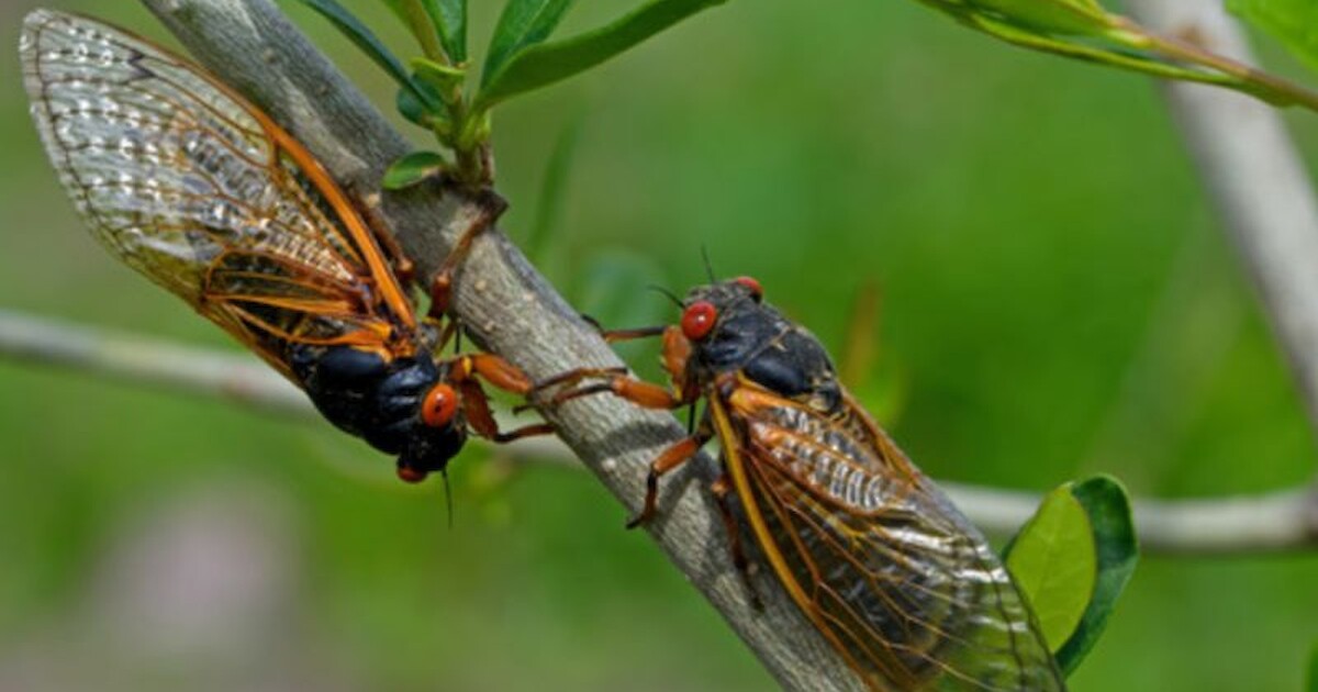 DNR: Cicadas Have Begun To Emerge In Wisconsin | Recent News