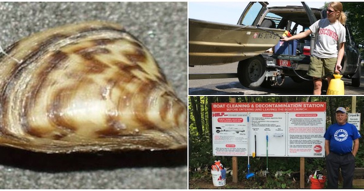 Local Zebra Mussel Update: Watercraft Decontamination | Recent News ...