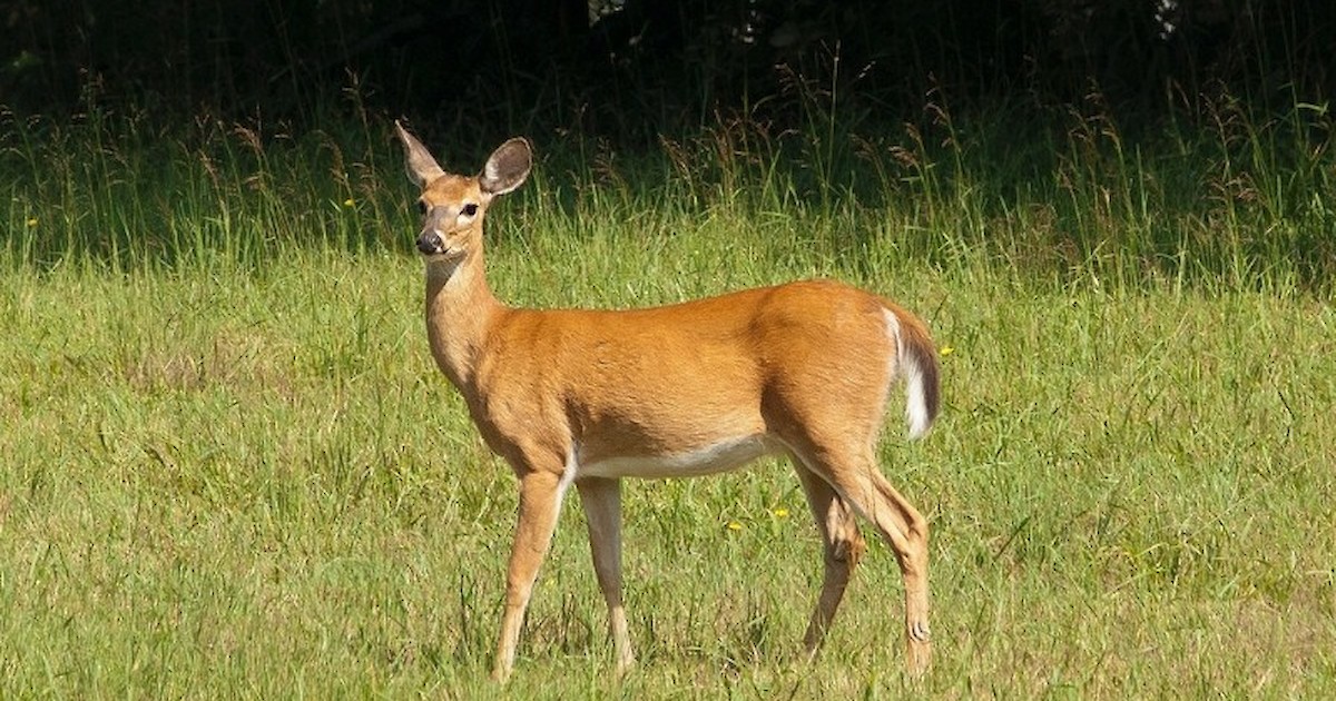 Conservation Wardens Investigating Deer Poaching Across Wisconsin