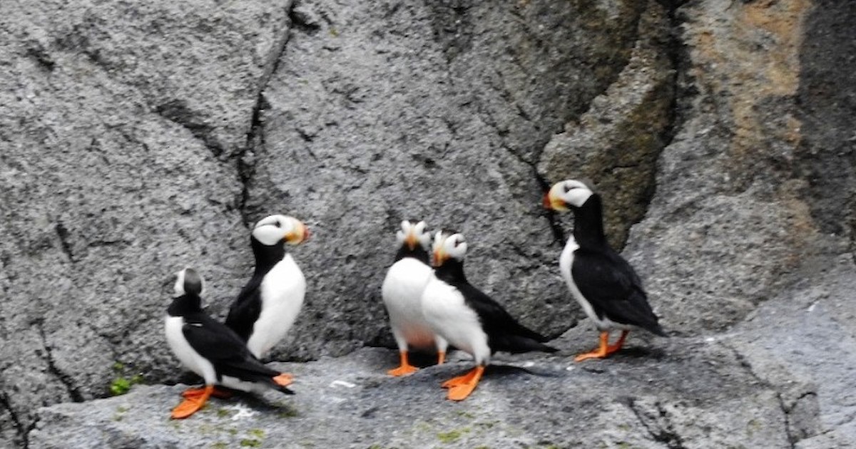 Horned and tufted puffin photos from Alaska's coast.