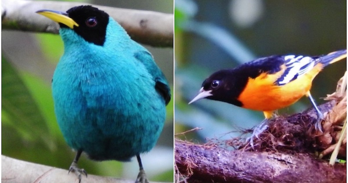 Natural Connections: Neotropical Migrants | Recent News | DrydenWire.com