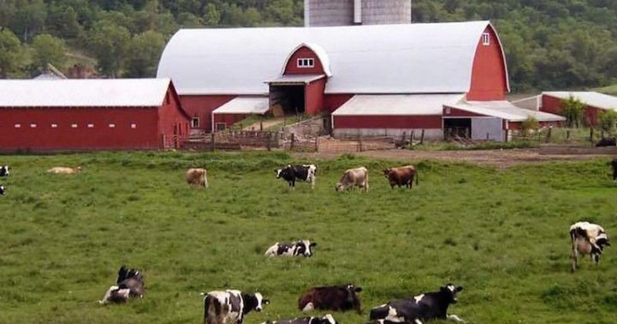 Wisconsin Lost Nearly 700 Dairy Herds In 2018 | Recent News ...